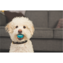 iFetch iFetch Original Automatic Ball Launcher
